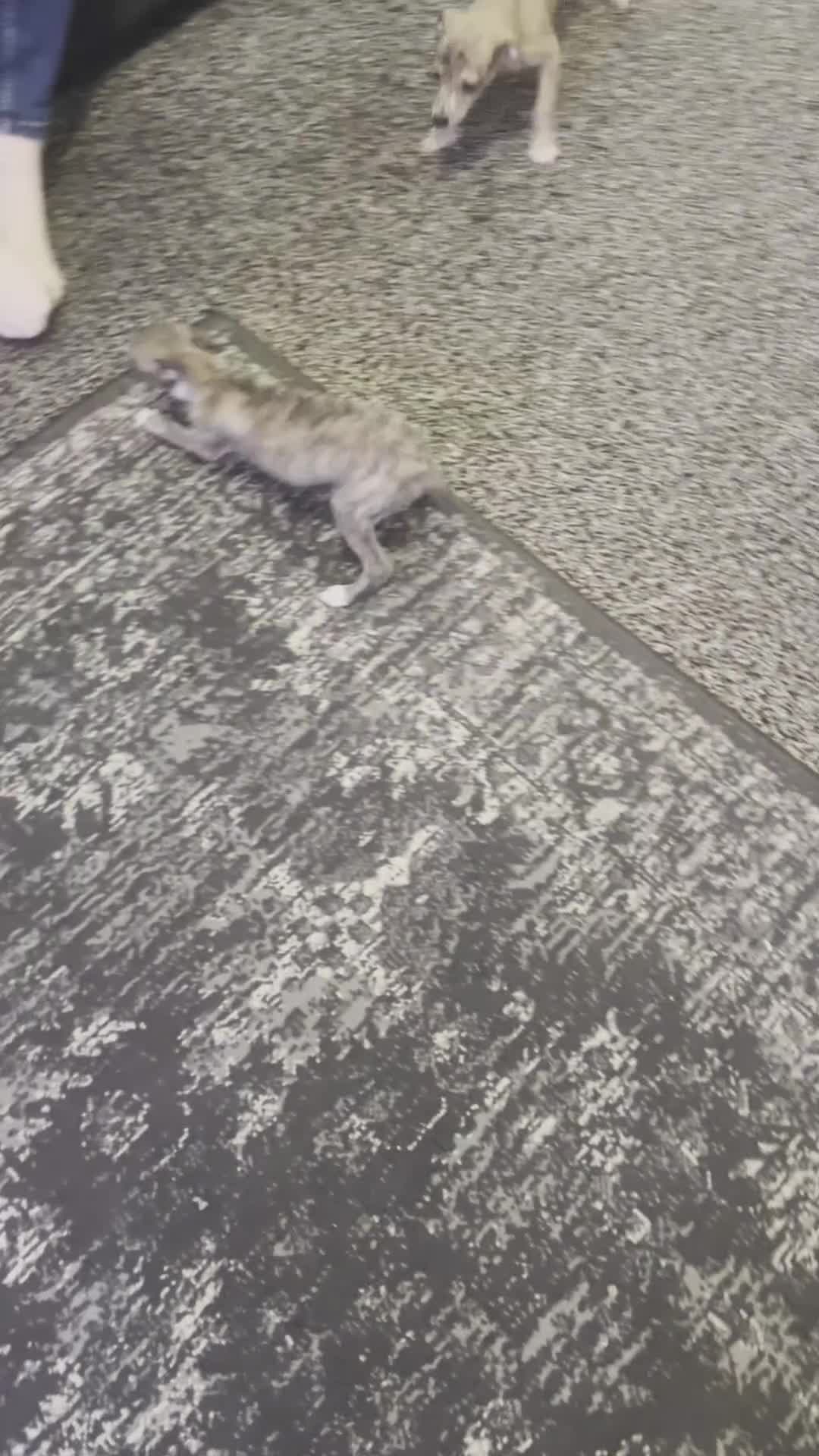 Mixed Breed dogs for sale: Beautiful Italian Greyhounds last little boy  - Video 1