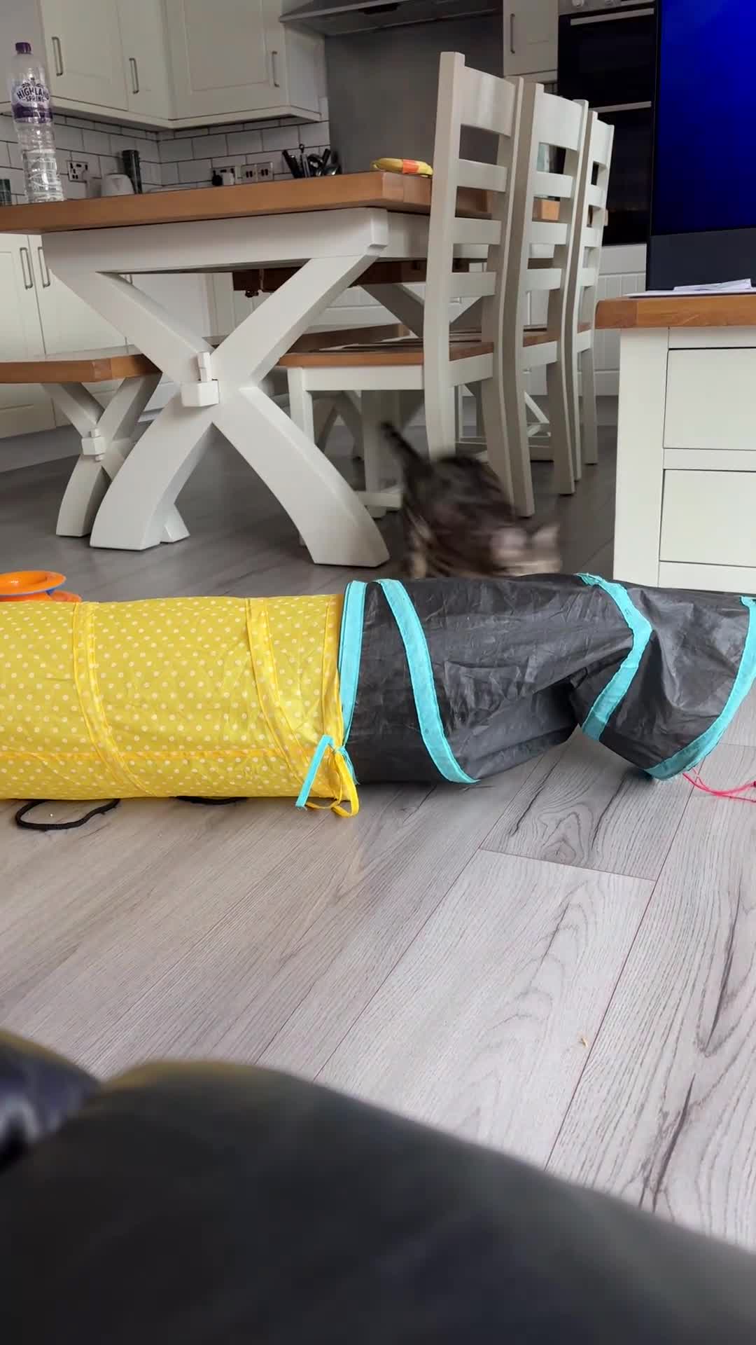 Mixed Breed cats for sale: Half Bengal-Frankie-1 available  - Video 1