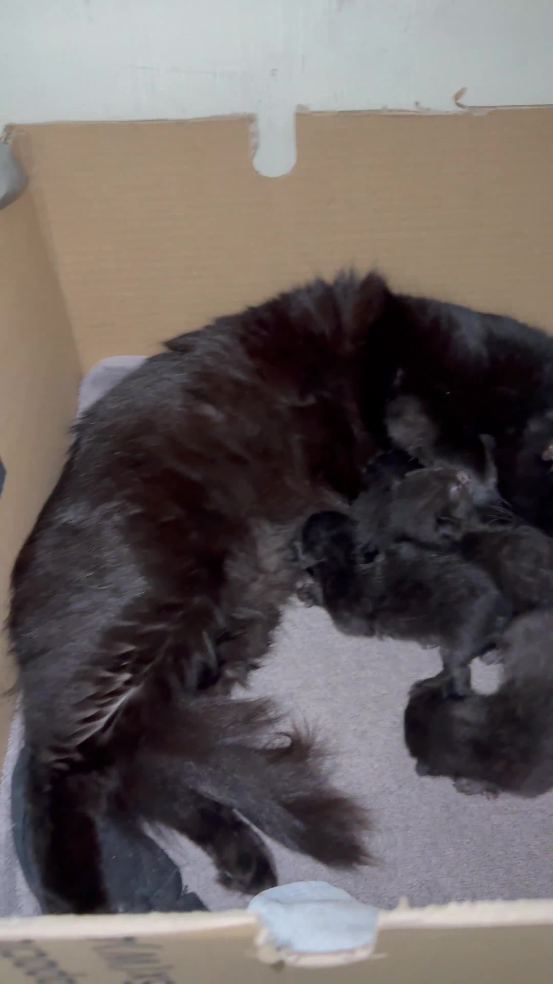 Bombay cats for sale:  kittens  - Video 1