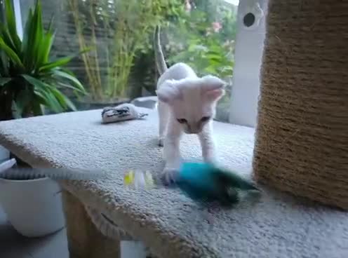 Devon Rex cats for sale: Devon Rex point💙blue eyes💙 - Video 5