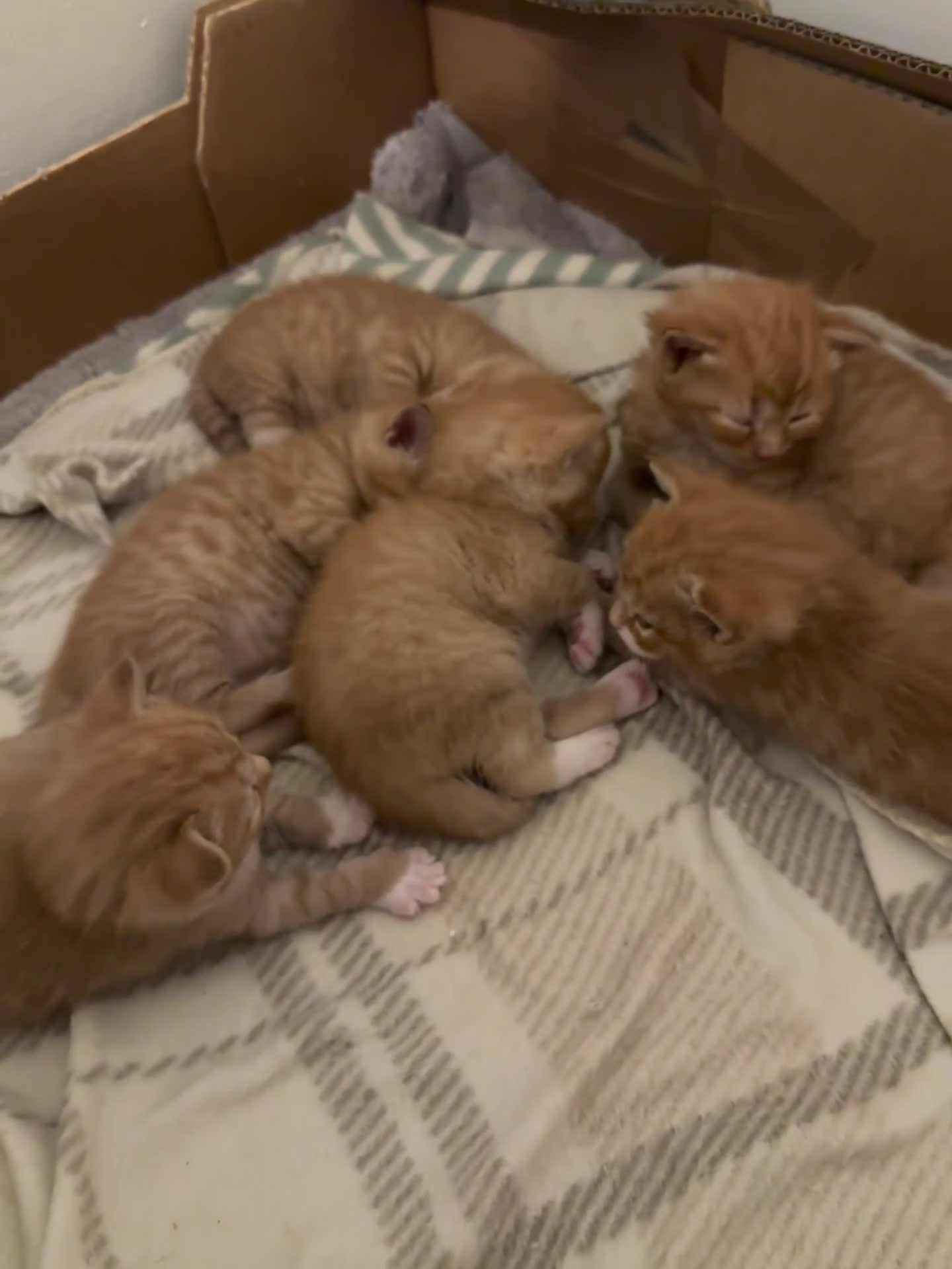 Domestic Shorthair cats for sale: 6 ginger kittens for sale - Video 1