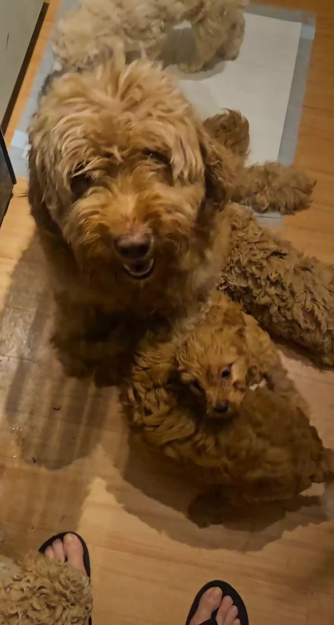 Mini Goldendoodle dogs for sale: Toy Goldendoodle Pups✨READY TO GO TO FOREVER HOMES - Video 1
