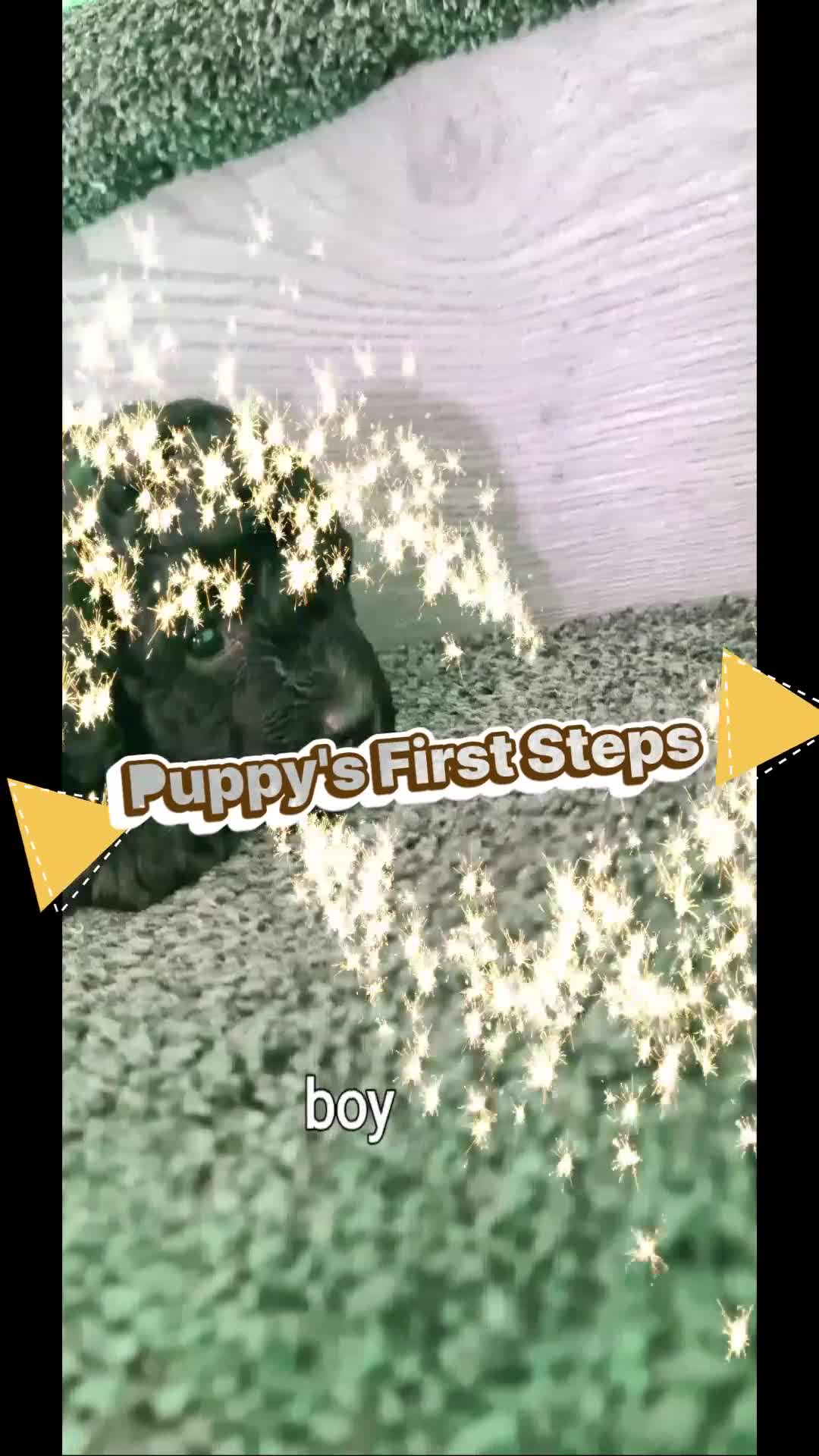 Mixed Breed dogs for sale: Reduced!! Stunning F1 poodle pups  - Video 3