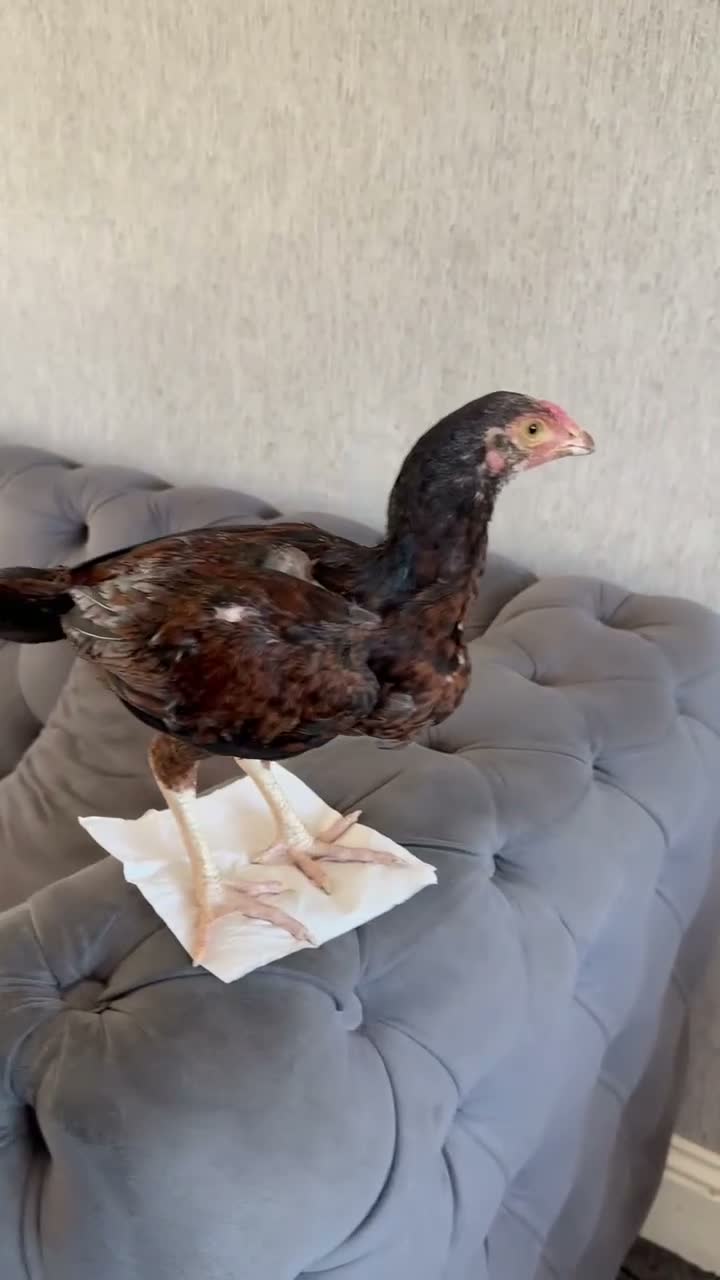 Chickens poultry for sale: Various Pakistani aseels  - Video 1