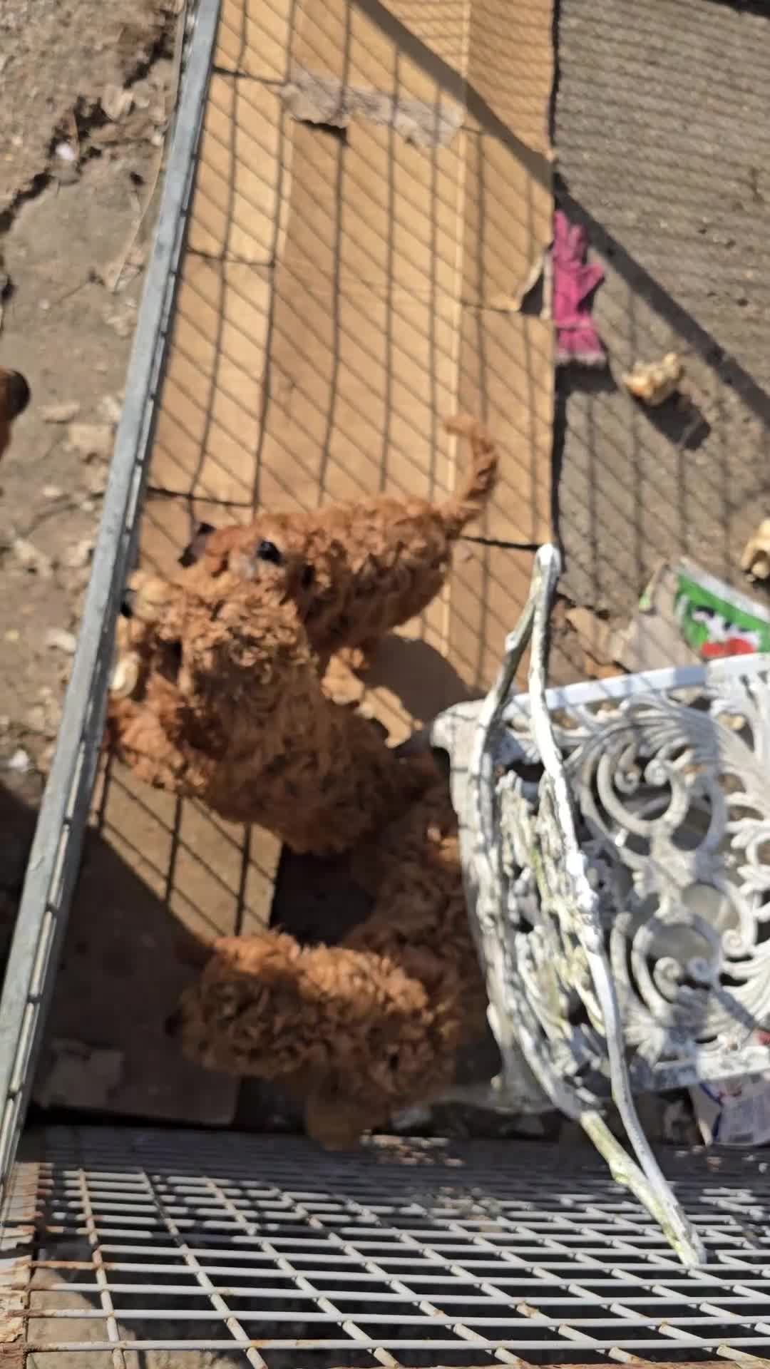 Cockapoo dogs for sale: F2b Cockapoo - Video 1