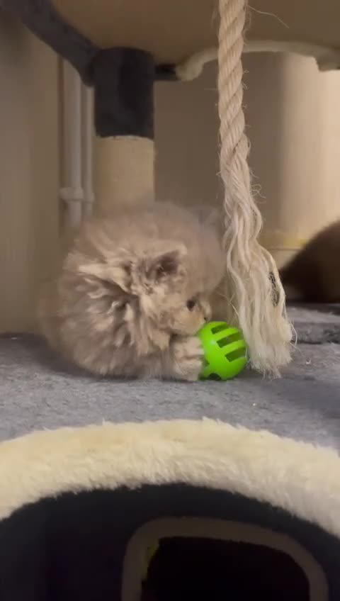 British Shorthair cats for sale: Purebred  British Shorthair Kittens - Video 1