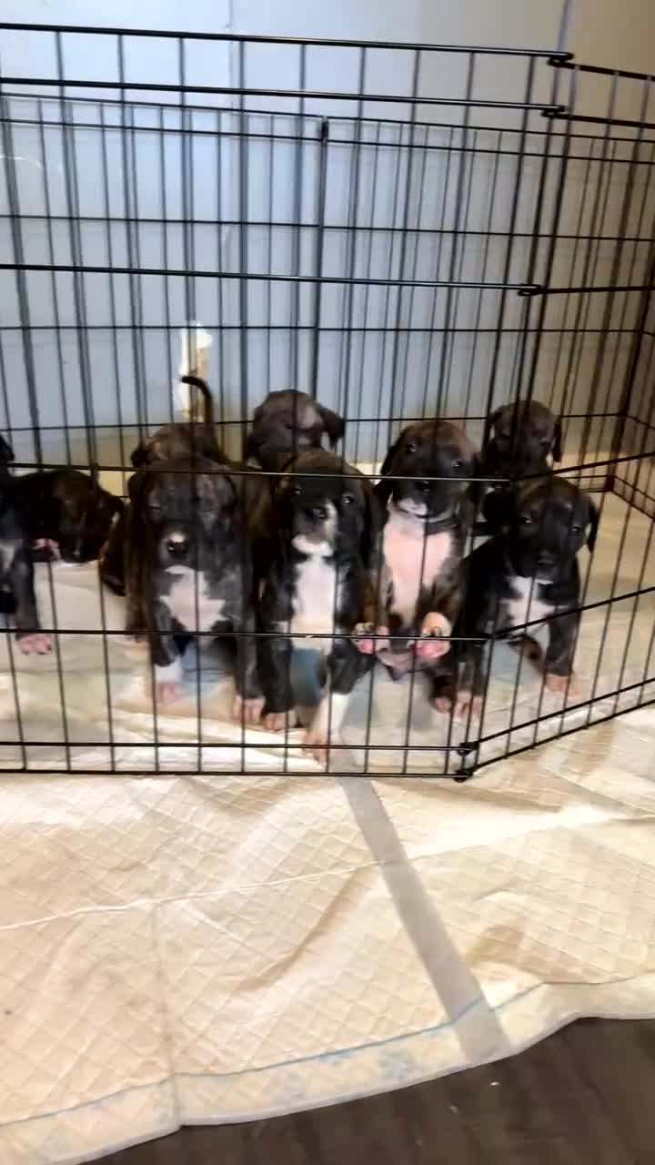 Presa Canario dogs for sale: Presa canerio puppys - Video 1