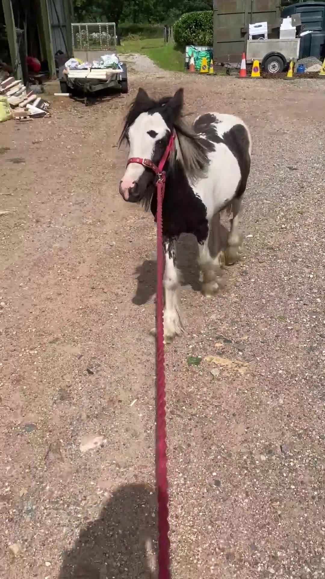 Irish Cob horses for sale: Edwin and chopper  - Video 5