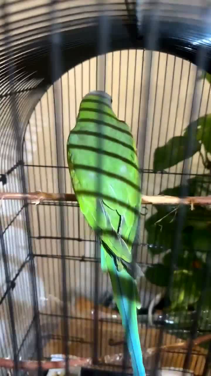 Parakeets birds for sale: Eastern Rosella in Wigan - Video 1