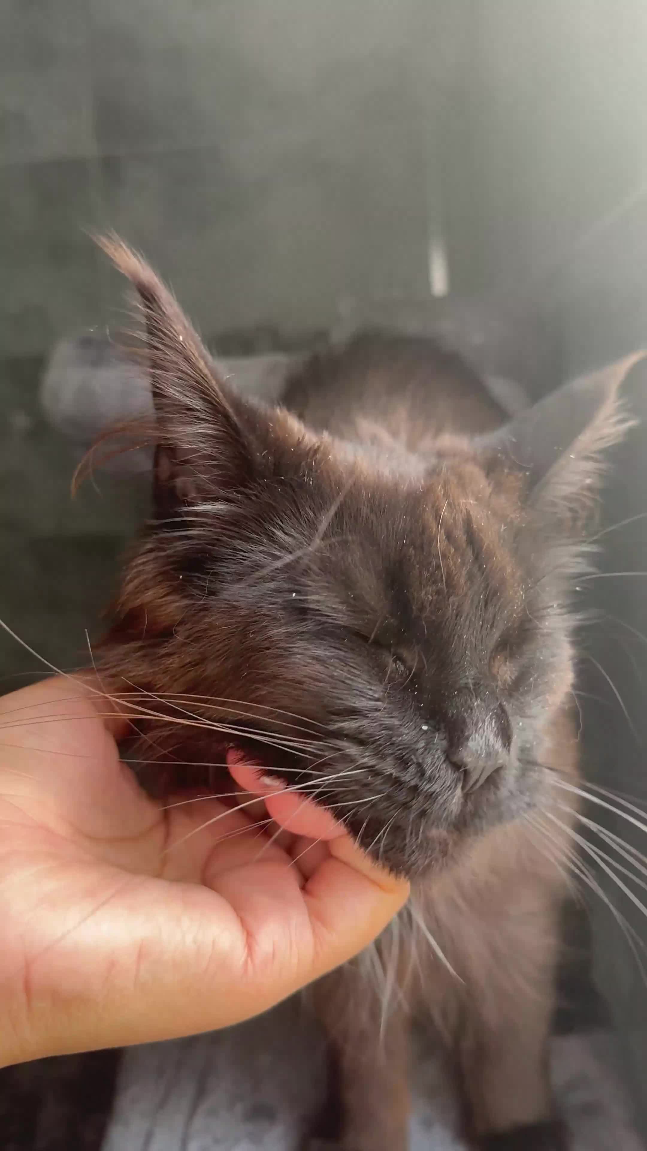 Maine Coon cats for sale: chocolate maine coon (coa coa)  - Video 1