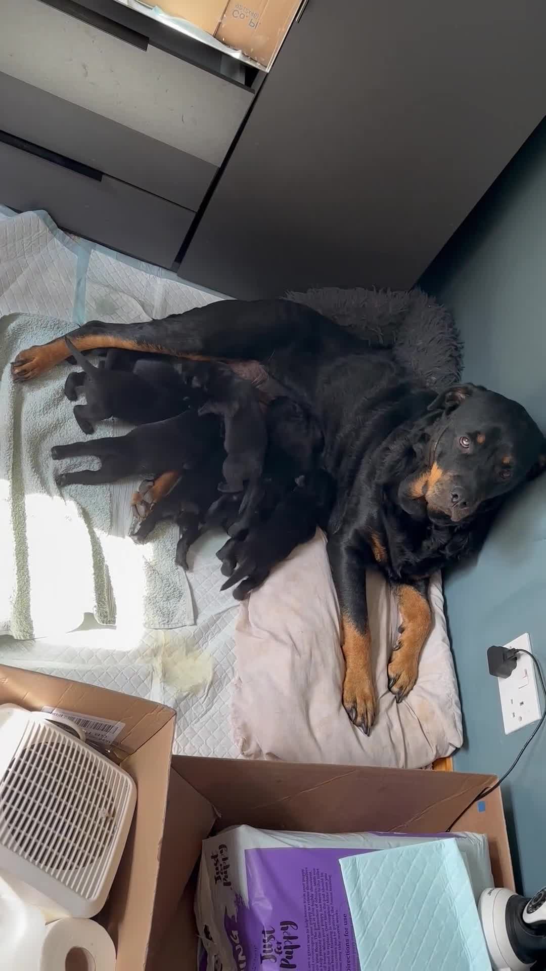 Mixed Breed dogs for sale: Labrador x Rottweiler READY TO GO in Oxted - Video 5