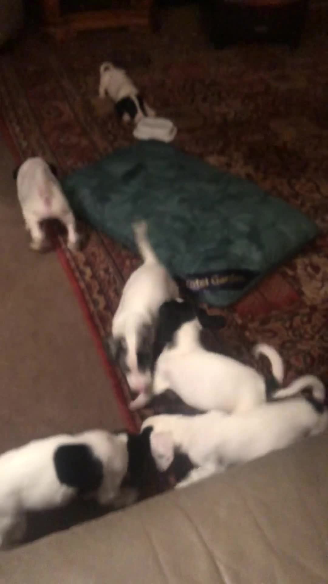 Jack Russell dogs for sale: Beautiful jack Russell puppies  - Video 1