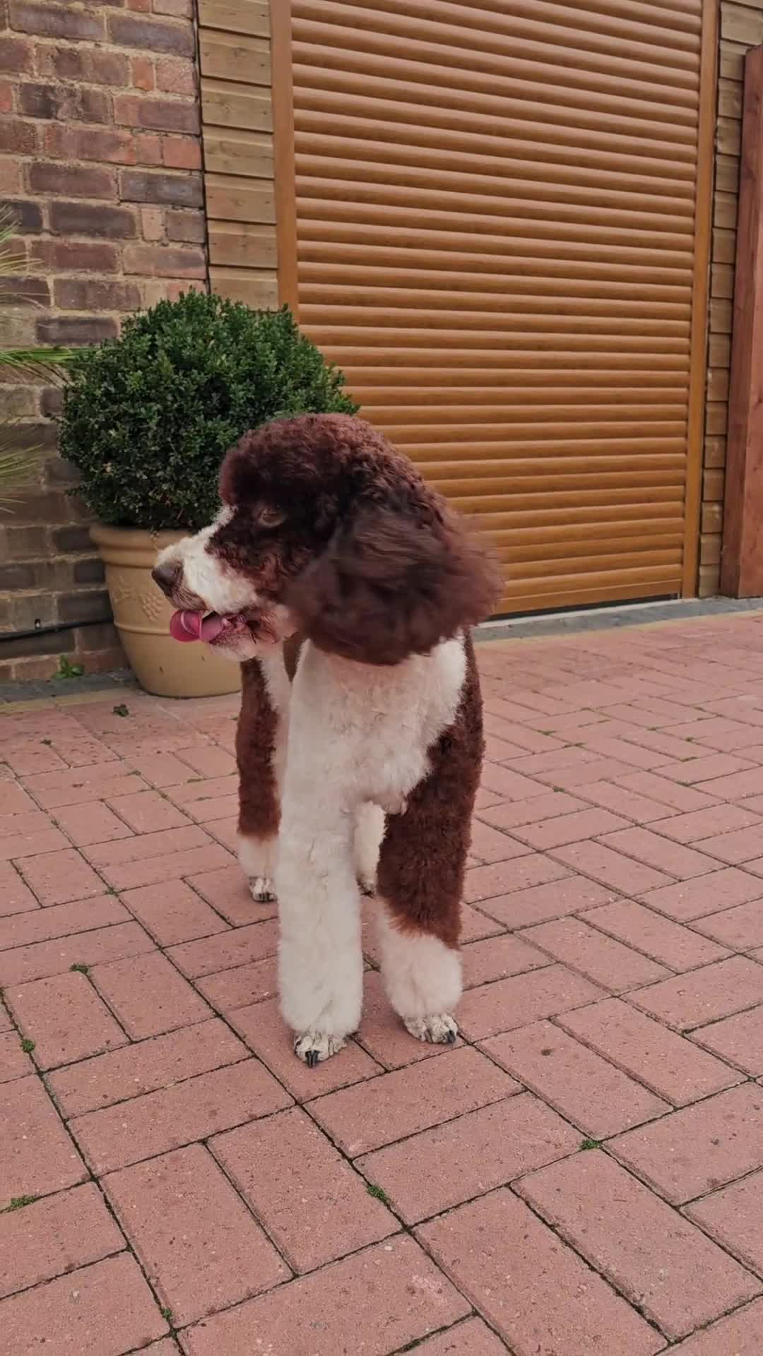 Australian Labradoodle dogs for stud: FULLY HEALTH TESTED! POODLE STUD DOG! in Kettering - Video 1