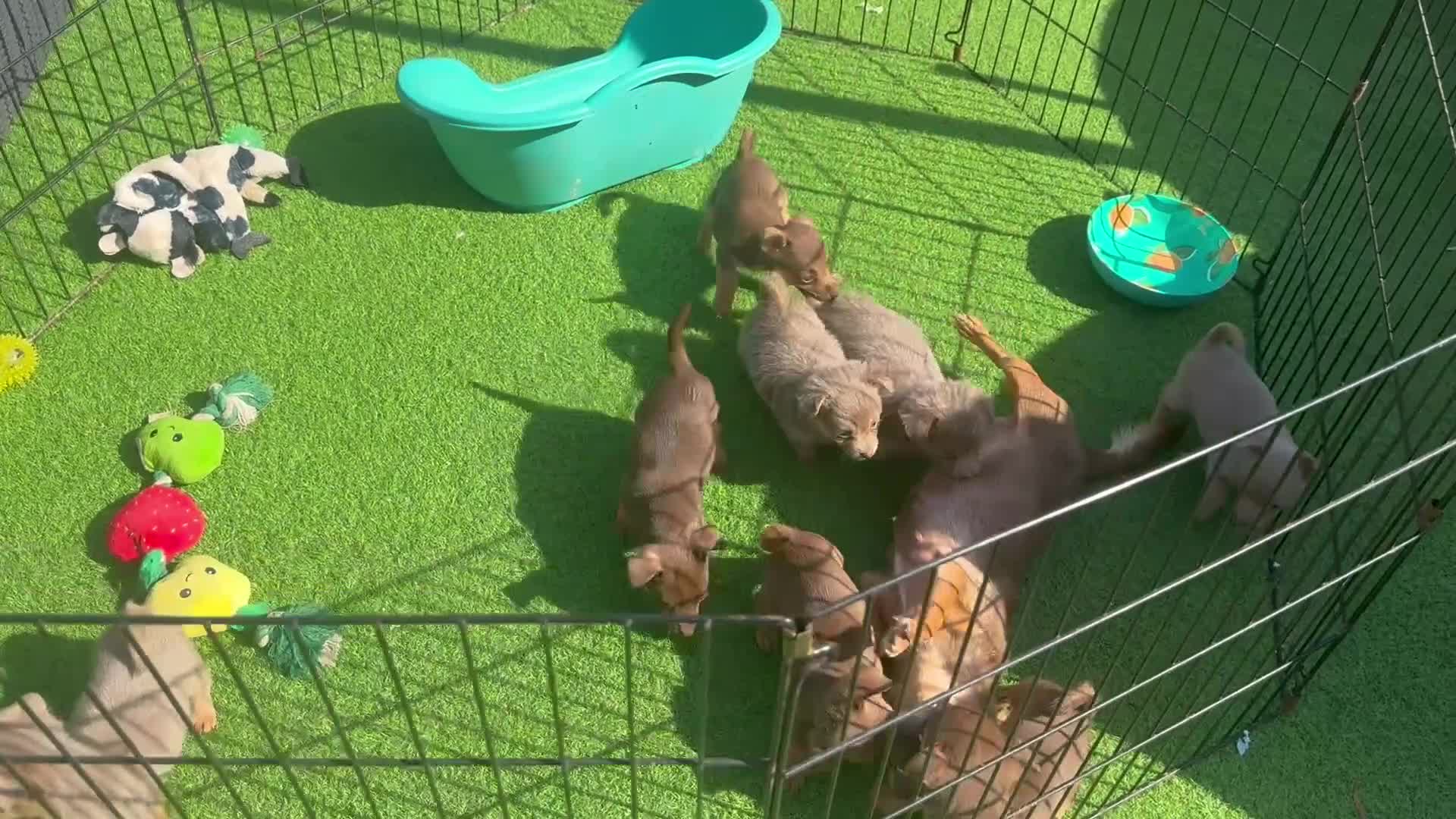 Jack Russell dogs for sale: Miniature Jack Russell puppy’s for sale  - Video 2
