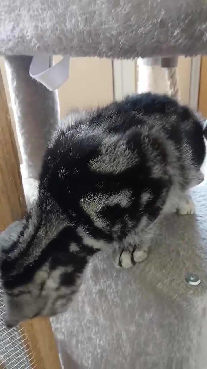 British Shorthair cats for sale: Bsh. Silver Classic Tabby . - Video 3