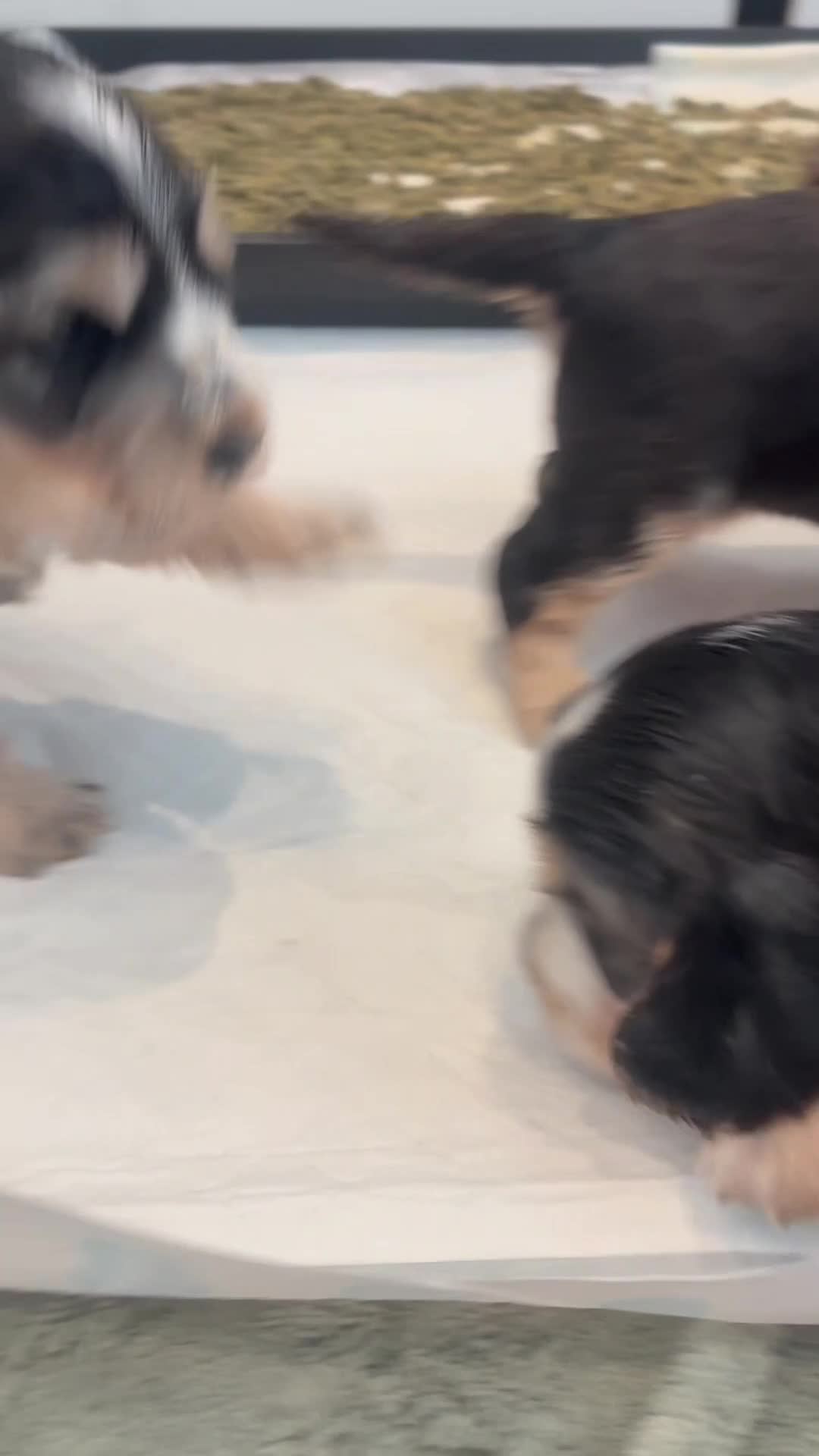 Cocker Spaniel dogs for sale: **STUNNING KC REG, SHOWTYPE SABLE COCKER SPANIELS in Canvey Island - Video 1