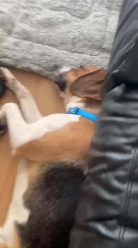 Foxhound dogs for sale: 1 year old male Foxhound - Video 1