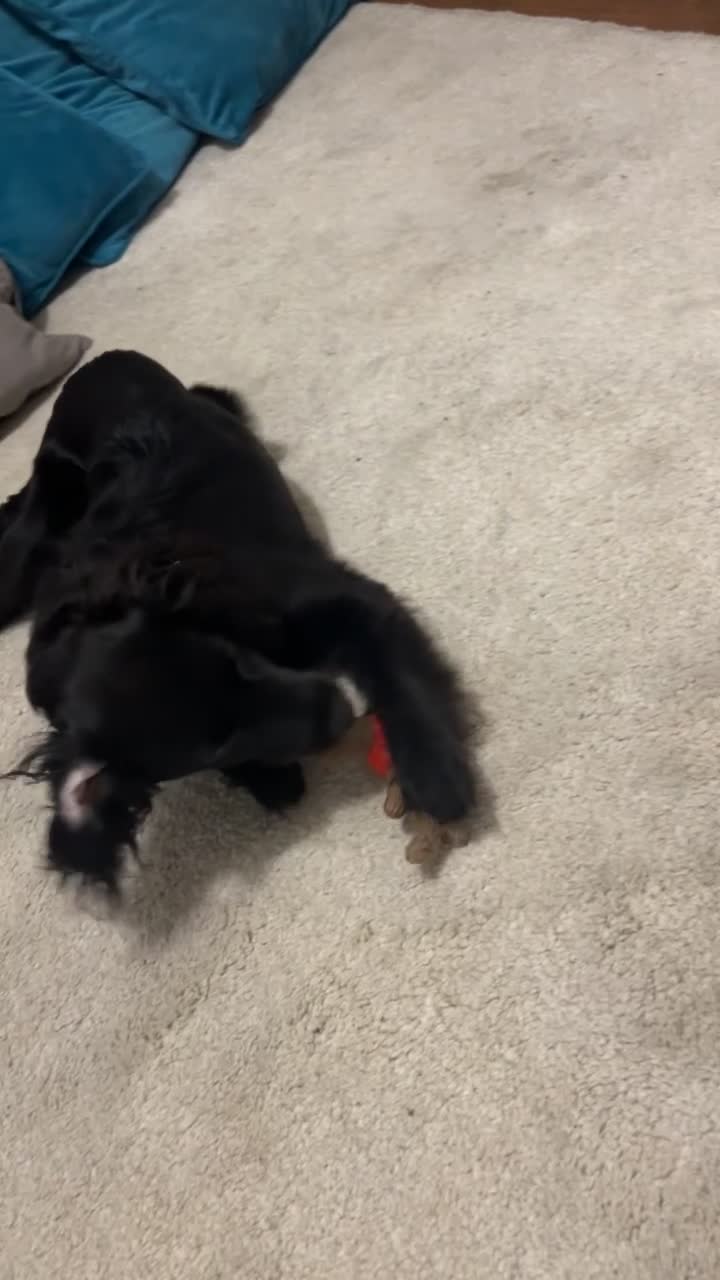 Cockapoo dogs for sale: Dolly - 1 year old Toy Cockapoo - Video 3