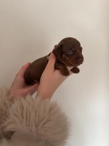 Miniature Dachshund dogs for sale: Miniature dachshund puppies - Video 4
