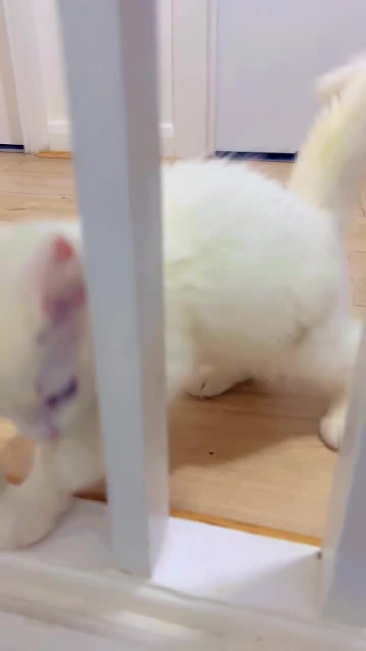 Domestic Shorthair cats for sale: Male Kitten Domestic Shorthair - Video 1