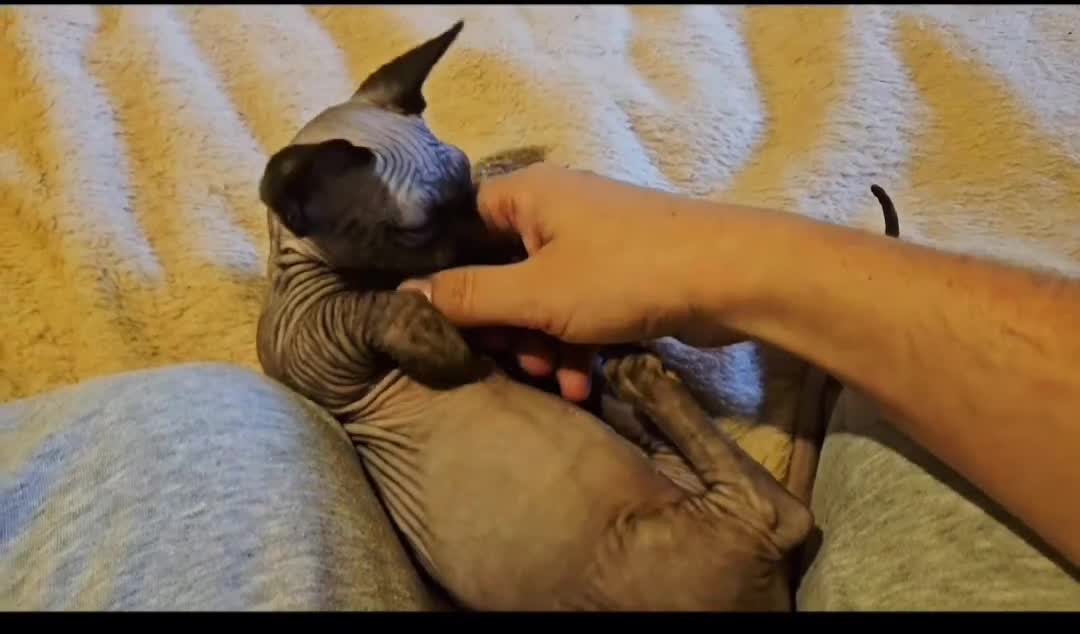 Sphynx cats for sale: Sphynx and bambino  - Video 1