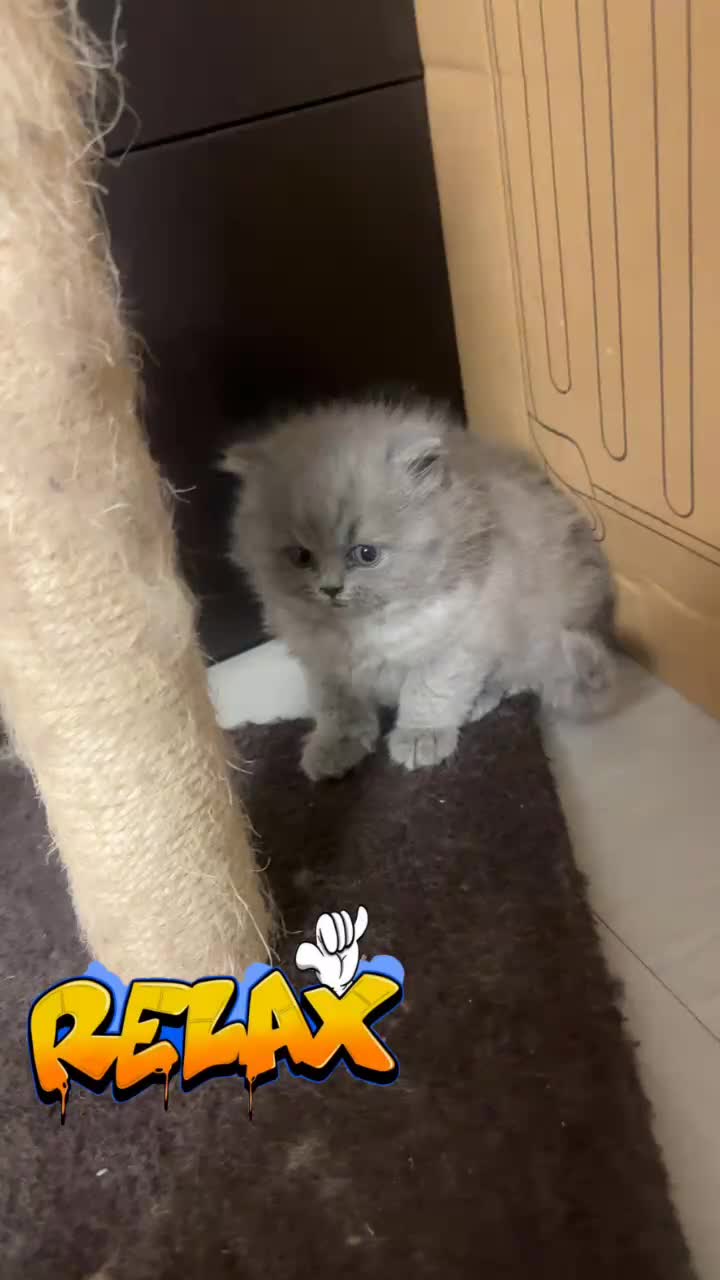 British Shorthair cats for sale: British shorthair kittens (1 FEMALE) - Video 4