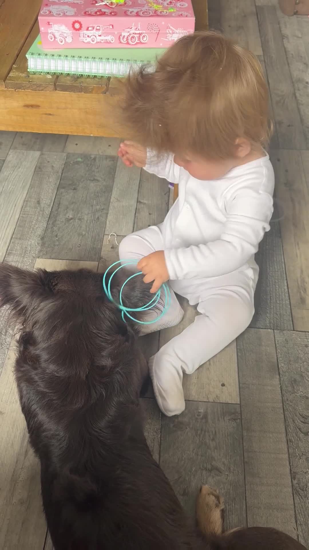 French Bulldog dogs for stud:  **  frenchie STUD in Leamington Spa - Video 1