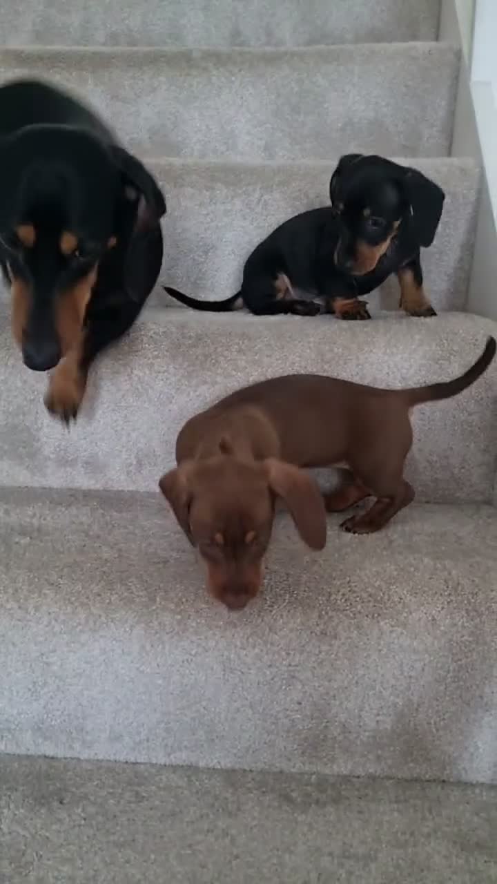 Miniature Dachshund dogs for sale: Miniature dacshunds - Video 1