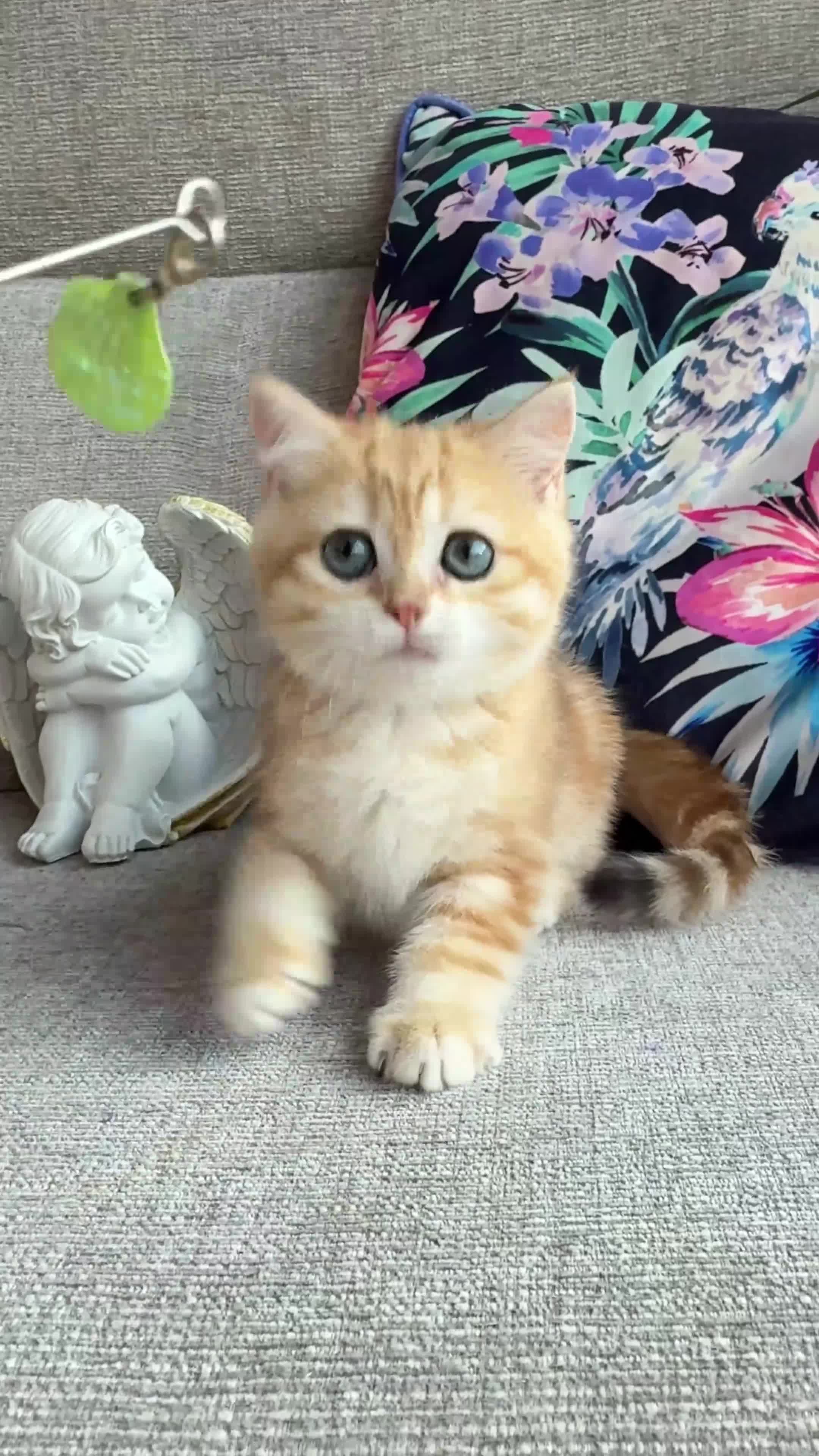 British Shorthair cats for sale: 💙British shorthair kittens ready now💙 - Video 2