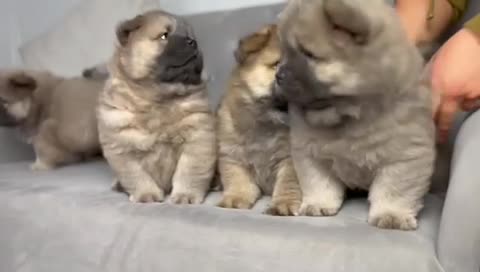 Chow Chow dogs for stud: *HOGAN*THICK RED RUSSIAN CHAMPION very well proven in Cheltenham - Video 1