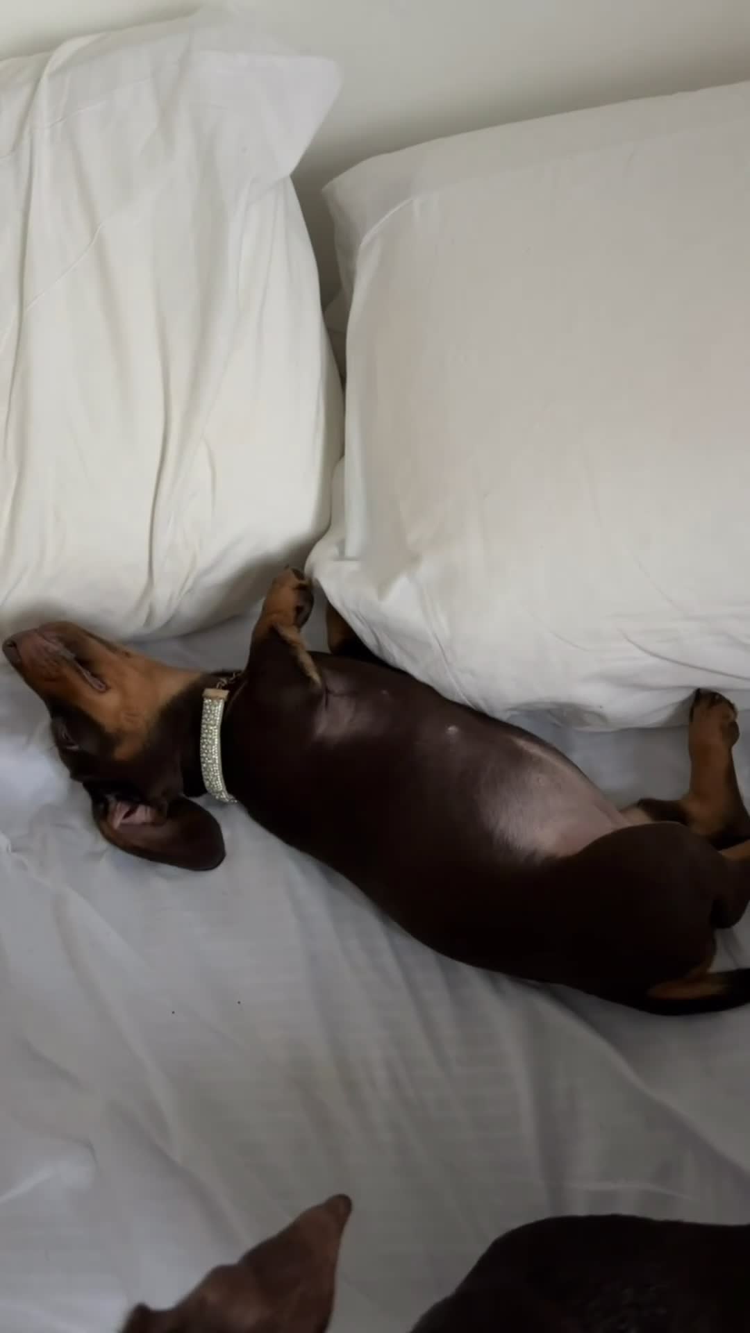 Miniature Dachshund dogs for sale: Miniature dachshund girl - Video 1