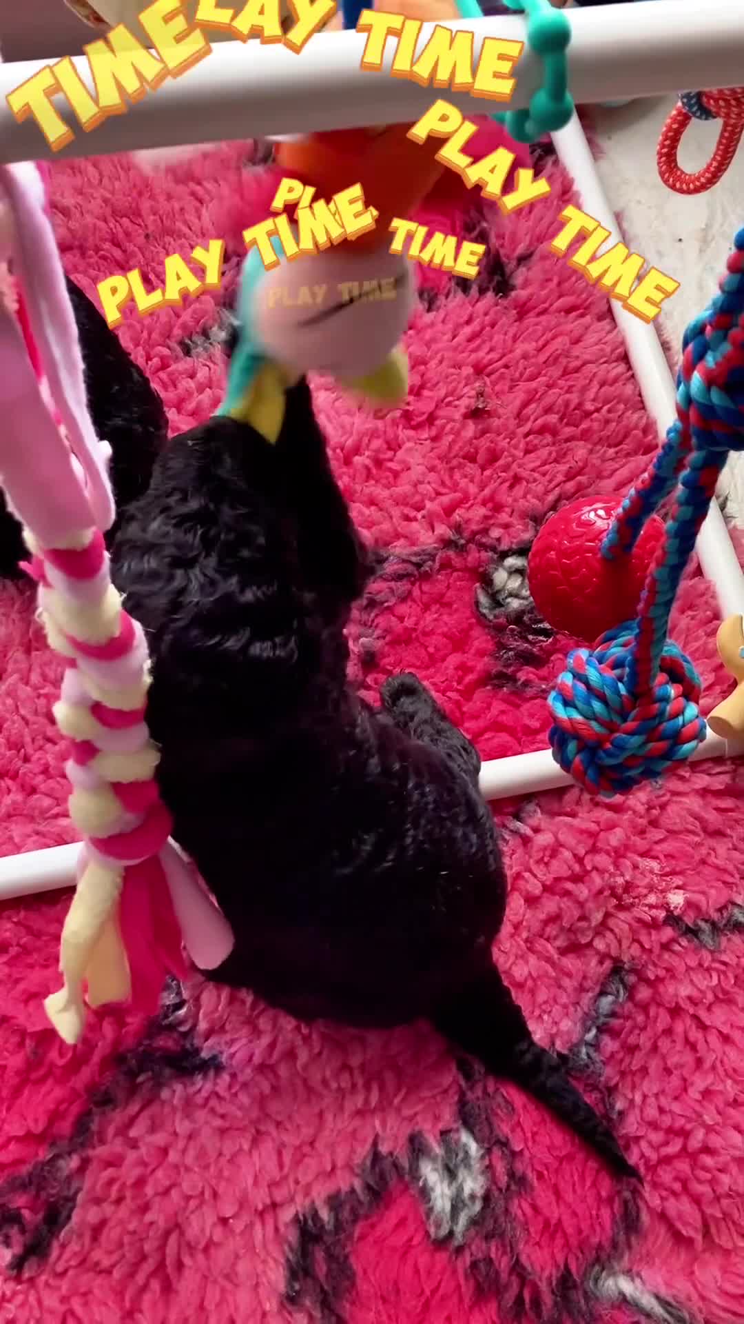 Standard Poodle dogs for sale: Reservation List Open. Standard Poodle Puppies - Video 2