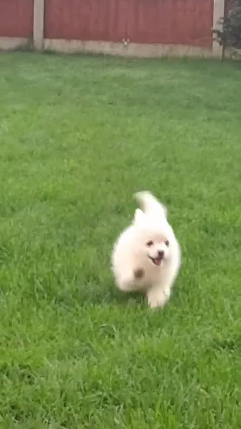 Pomeranian dogs for sale: 💖REDUCED💥 PURE WHITE POMMERAINIAN💝 READY NOW - Video 1