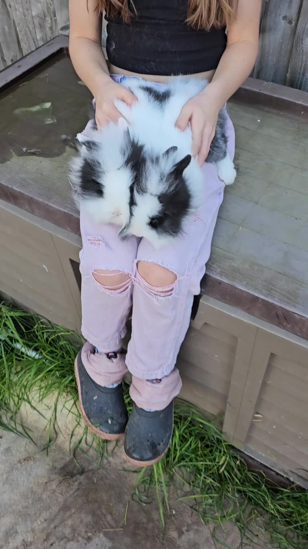 Lionhead rabbits for sale: Mini Lionhead rabbits for sale (male and female) - Video 3