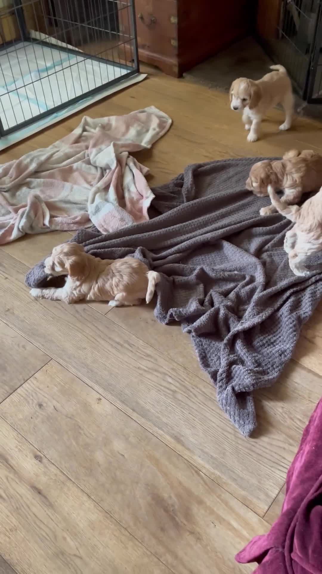 Cockapoo dogs for sale: 5⭐️⭐️⭐️⭐️⭐️RARE F1 champagne TOY Cockapoo pups!⭐️ - Video 2