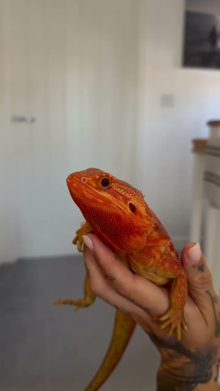 Bearded Dragon reptiles for sale: Red monster bearded dragon  - Video 1