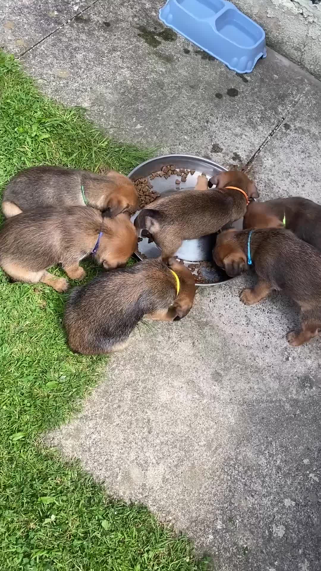 Border Terrier dogs for sale: ⭐️KC BORDER TERRIER PUPPIES, SLEM CLEAR - Video 5