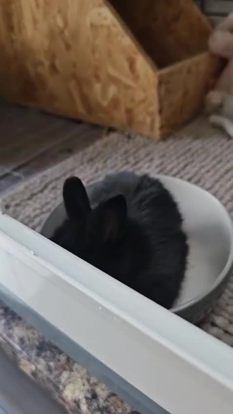 Netherland Dwarf rabbits for sale: Purebred Netherland Dwarf Doe - Video 3