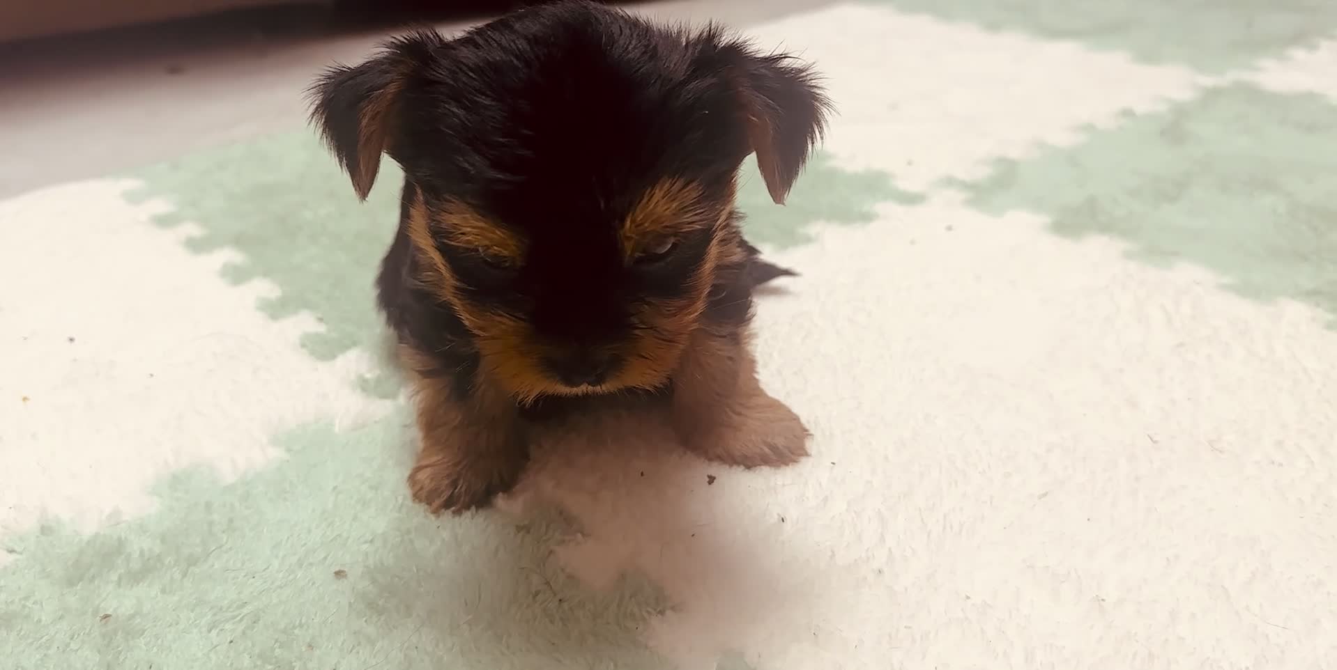 Yorkshire Terrier dogs for sale: 🐾  Beautiful Yorkshire Terrier Puppies  🐾 - Video 4