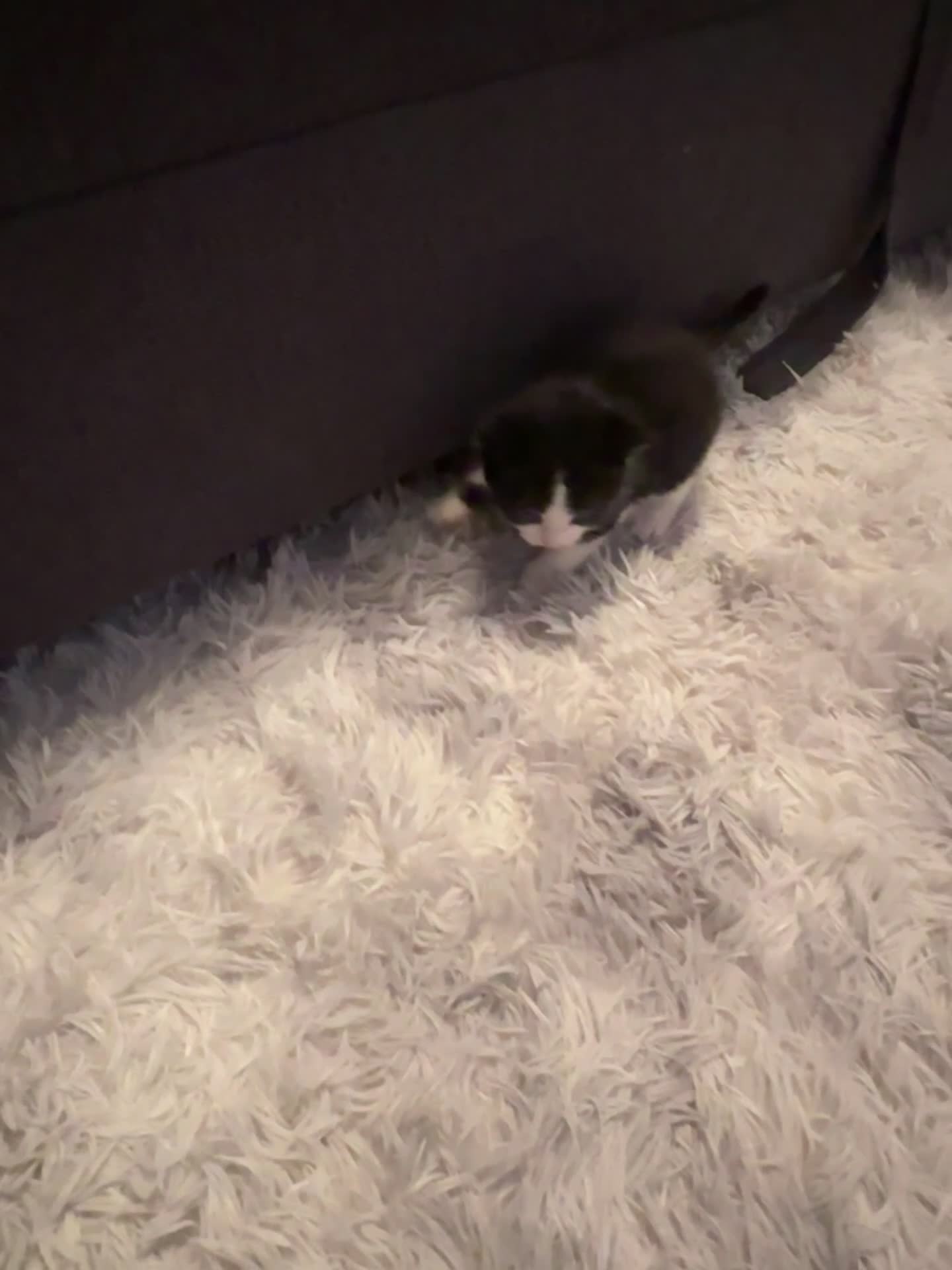 Domestic Shorthair cats for sale: Meet Our Three Adorable Kittens: - Video 3