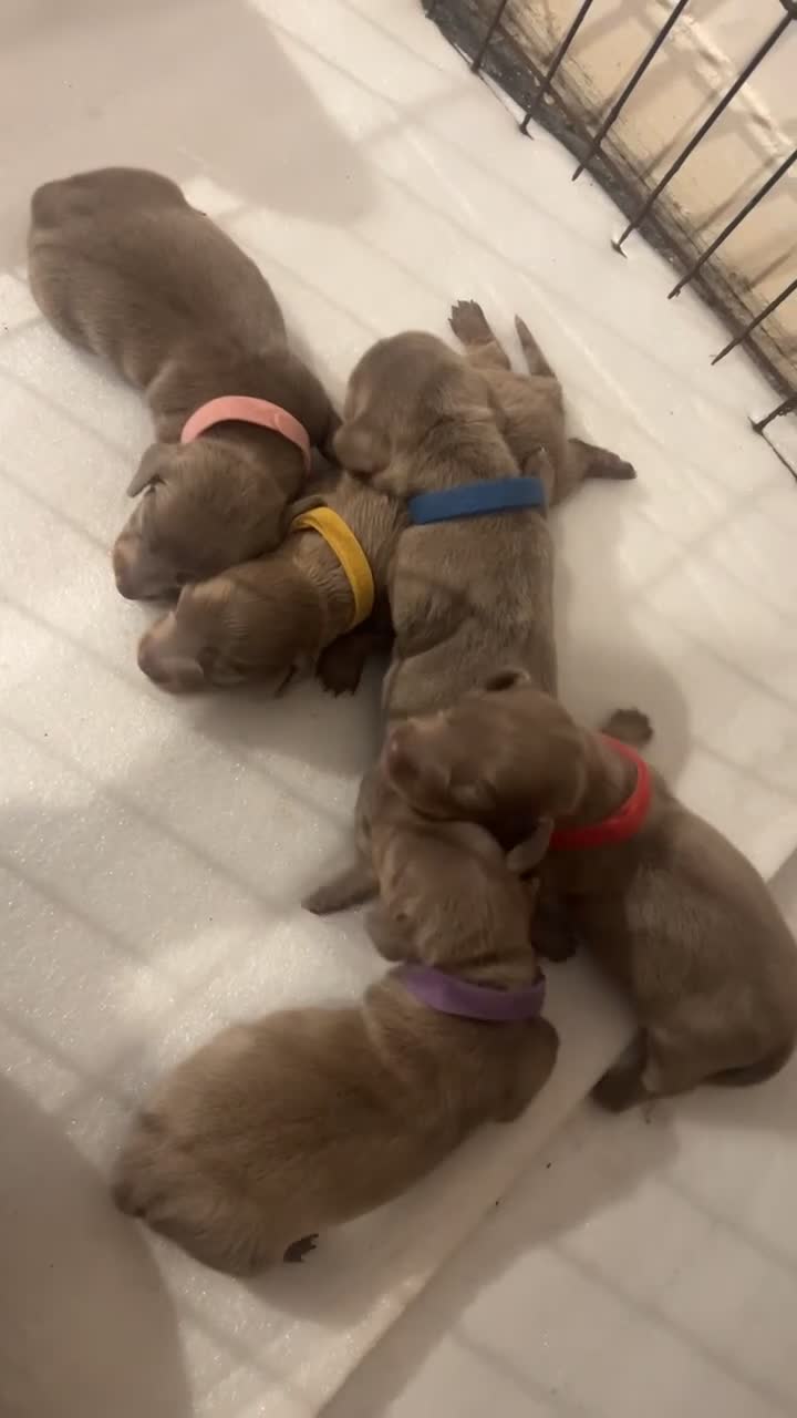 Miniature Dachshund dogs for sale: Isabella & Tan Mini Dachshund puppies 🤎 - Video 1