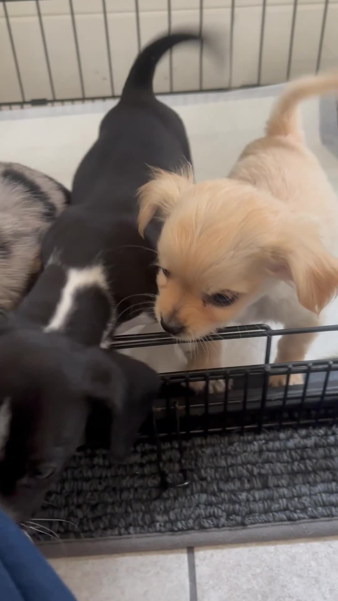Mixed Breed dogs for sale: CHIHUAHUA PUPS LAST BOYS READY NOW !! - Video 2