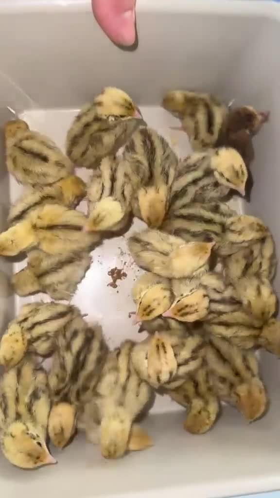 Quail poultry for sale: Quails for Sale  - Video 1