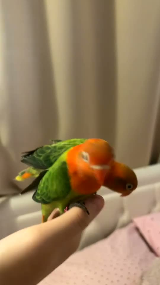 Lovebirds birds for sale: Two beautiful lovebirds!!!🦜 in London - Video 3