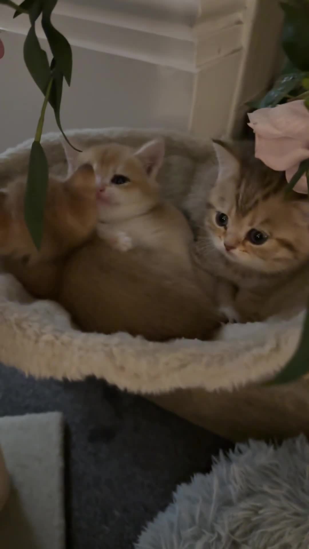 British Shorthair cats for sale:  Beautiful BSH Pedigree Kittens • Ready July 7th - Video 2