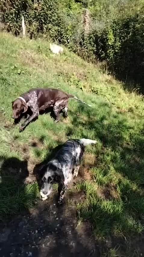 German Shorthaired Pointer dogs for adoption: Gorgeous GSP, Son in Matlock - Video 1