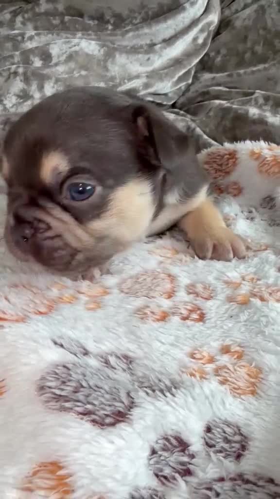 French Bulldog dogs for sale: Jnk Eastlnd - Video 4
