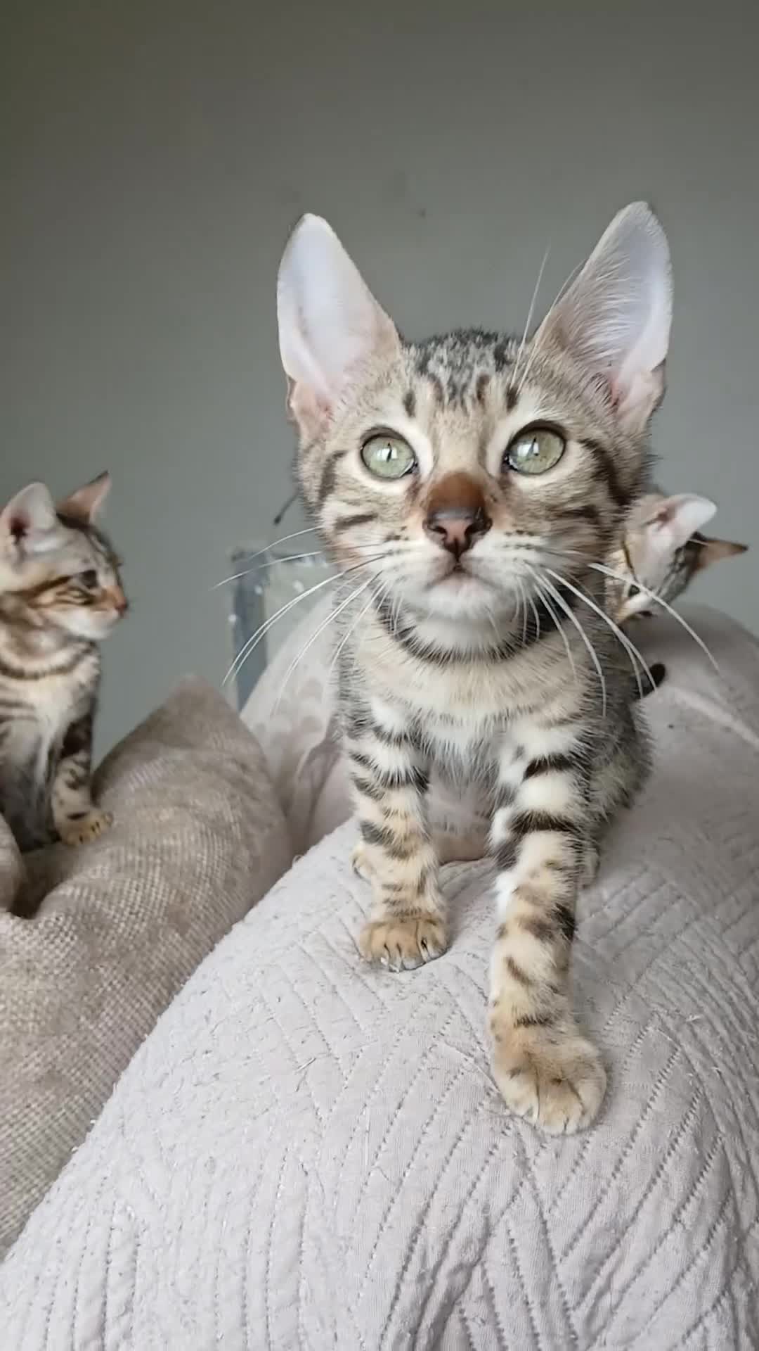 Bengal cats for sale: 3/4 Bengal Kittens - Video 1