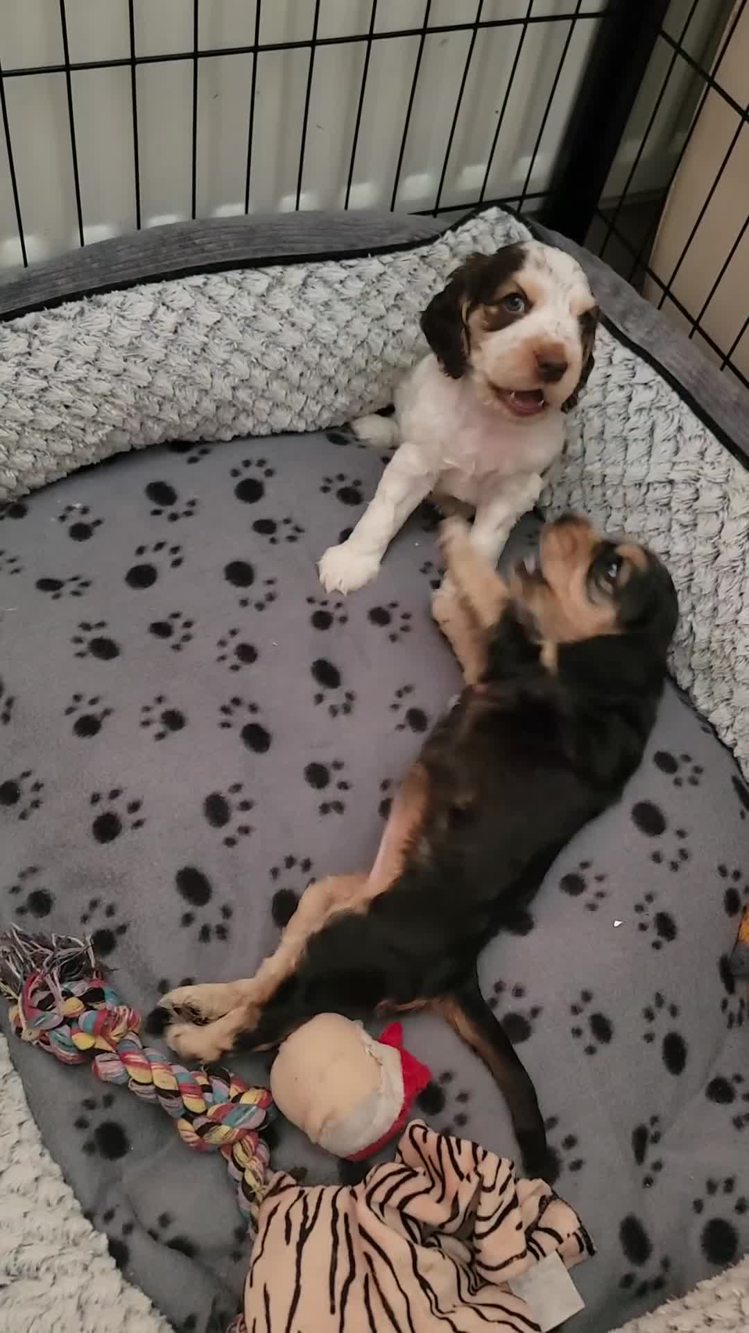 Cocker Spaniel dogs for sale: Blue Roan Tan-Sable Cocker Spaniel– KC bloodline - Video 1
