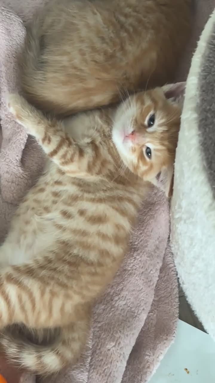 Mixed Breed cats for sale: three ginger kittens 5 weeks old🧡 - Video 2